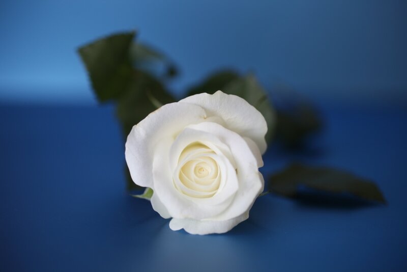 White Rose on Blue