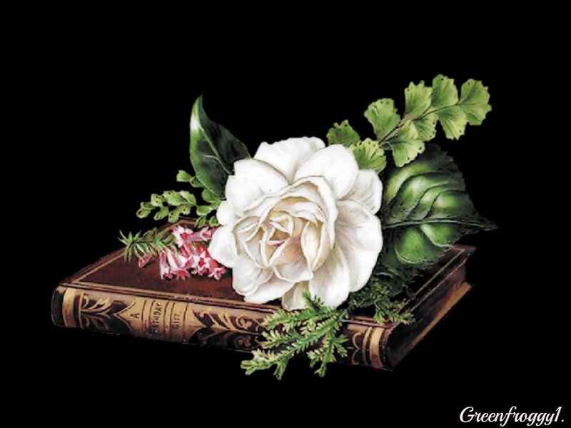 White Rose on Book — Black, Serene