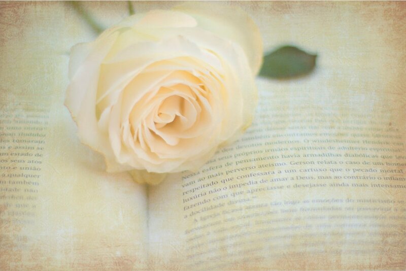 White Rose on Book — Cream
