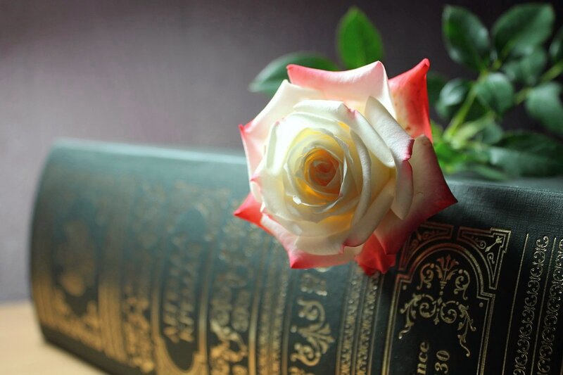 White Rose on Book — Green