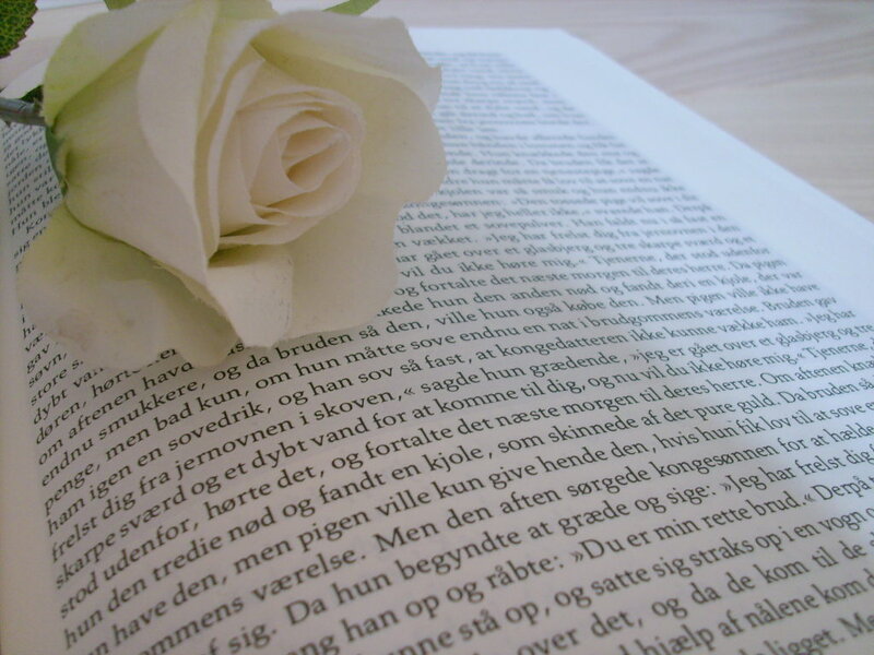 White Rose on Book Page