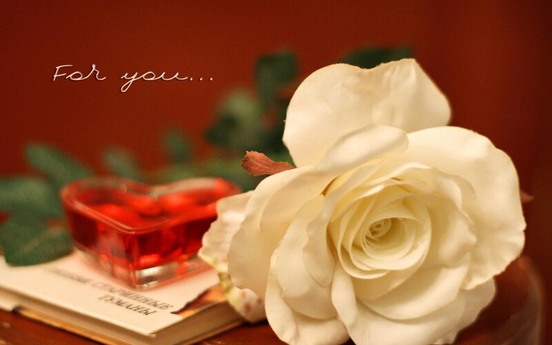 White Rose on Book — Romantic, Photograph