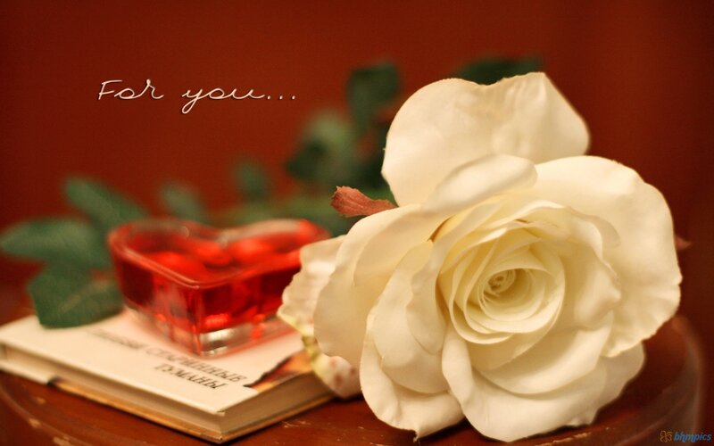 White Rose on Book — Romantic