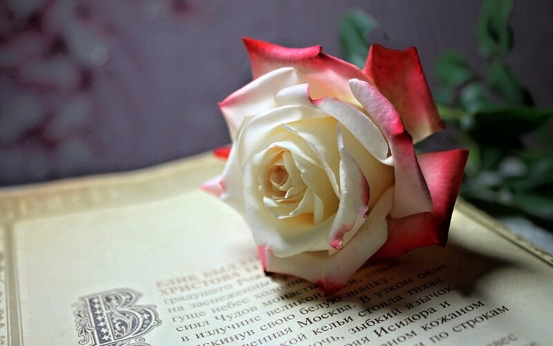 White Rose on Book — Serene, Photograph, Leaf, Text