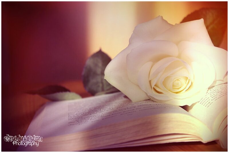 White Rose on Book — Serene, Photograph, Leaf