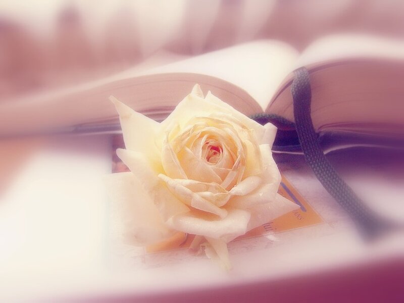 White Rose on Book — Serene, Photograph