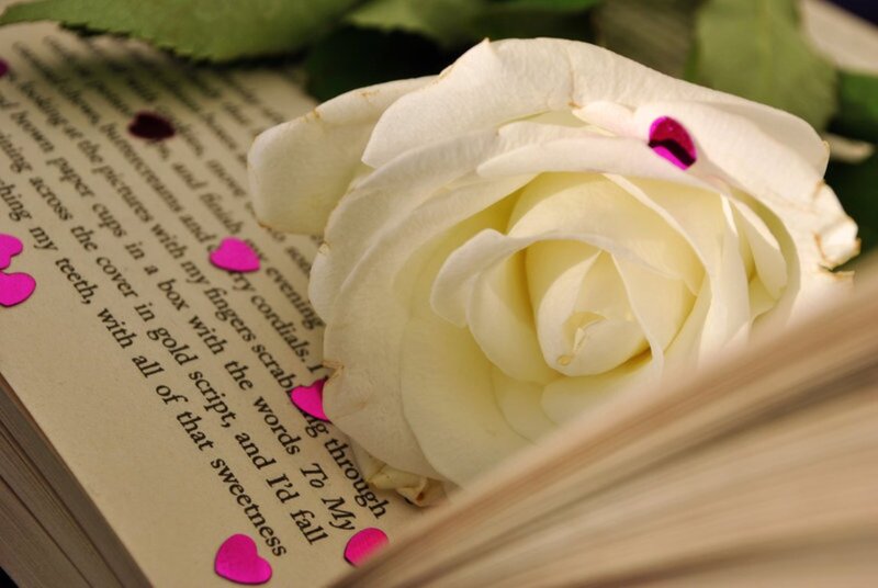 White Rose on Book — Serene