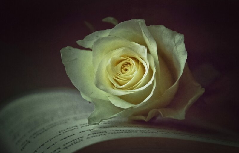 White Rose on Book — Yellow, Dramatic
