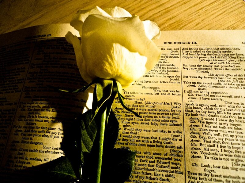 White Rose on Book — Yellow