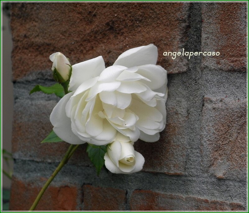 White Rose on Brick Wall