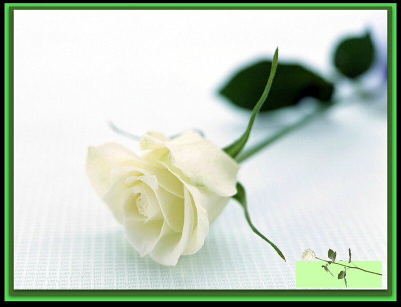 White Rose on Cloth — Serene