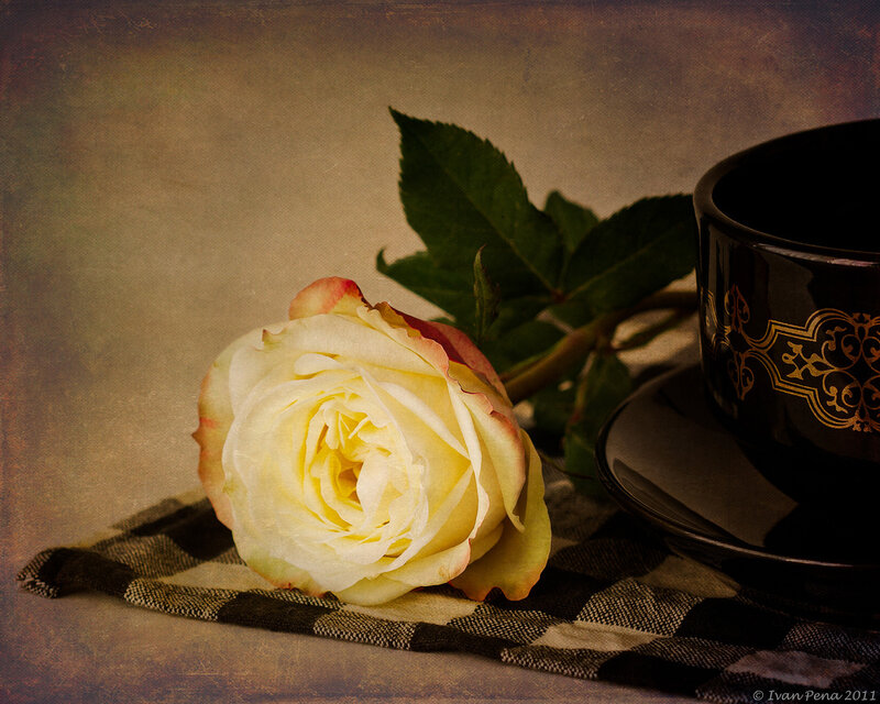 White Rose on Cloth