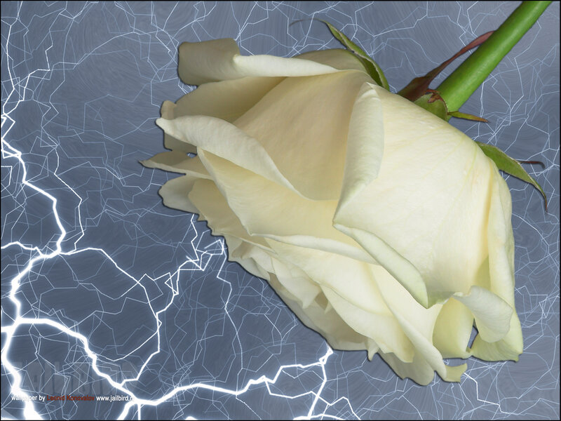 White Rose on Cracked Surface