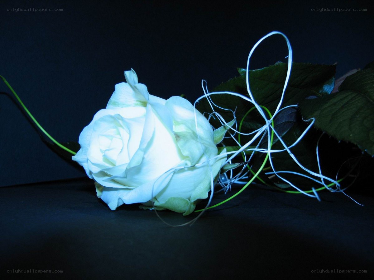 White rose on dark background