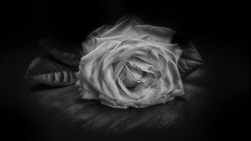 White Rose on Dark Surface — Black