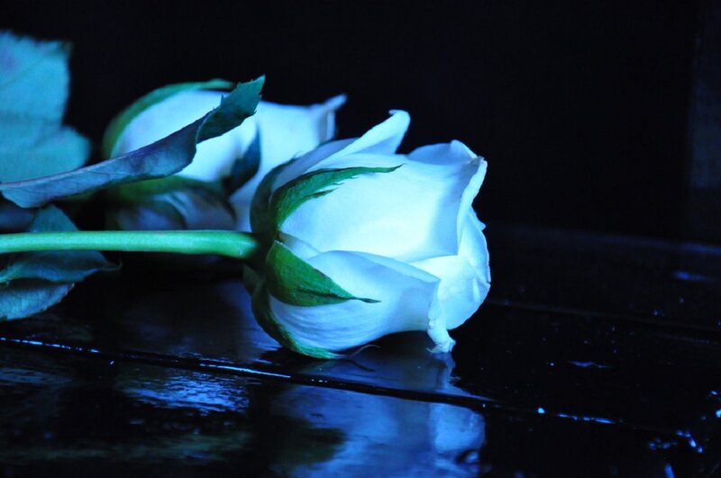 White Rose on Dark Surface — Blue