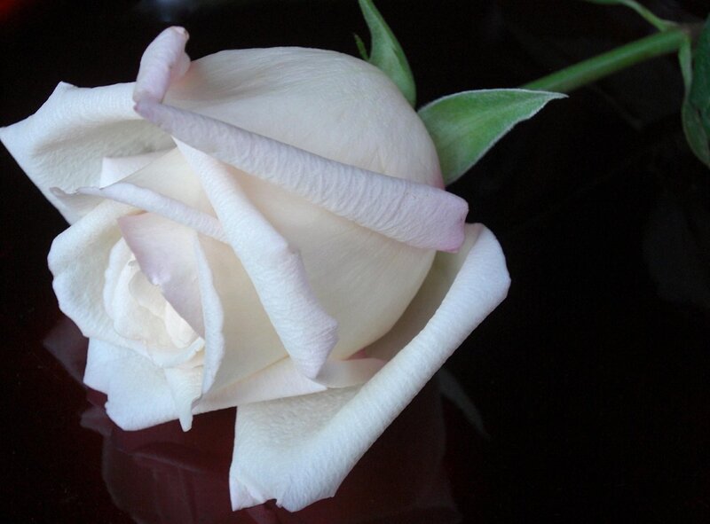 white rose on dark surface