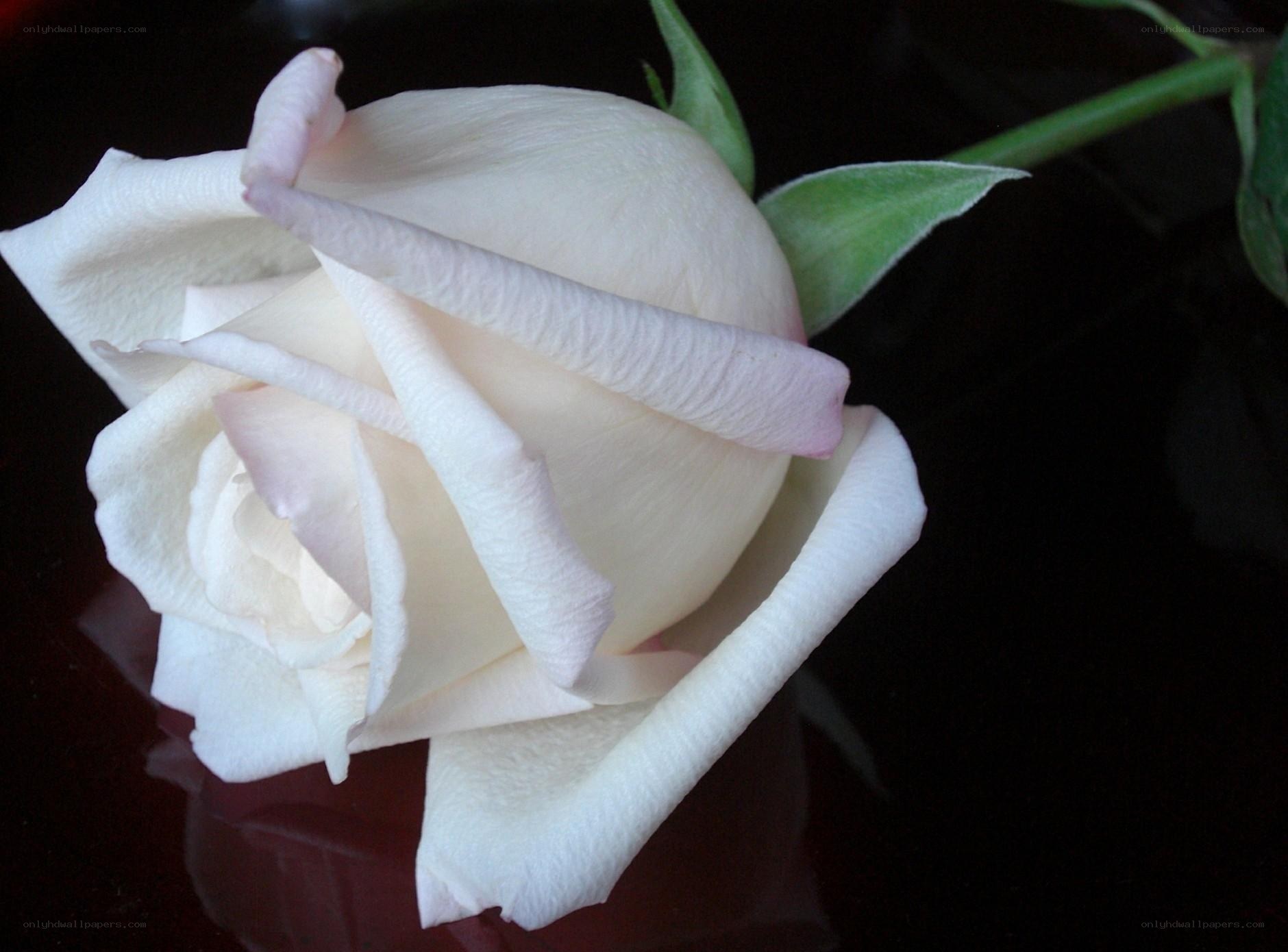 white rose on dark surface
