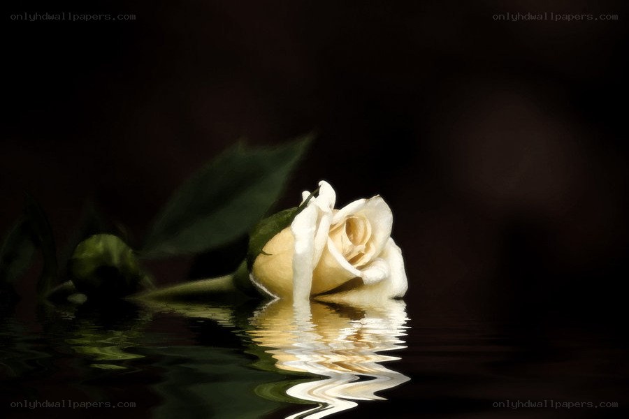 White rose on dark water