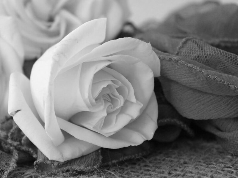 White Rose on Fabric — Black