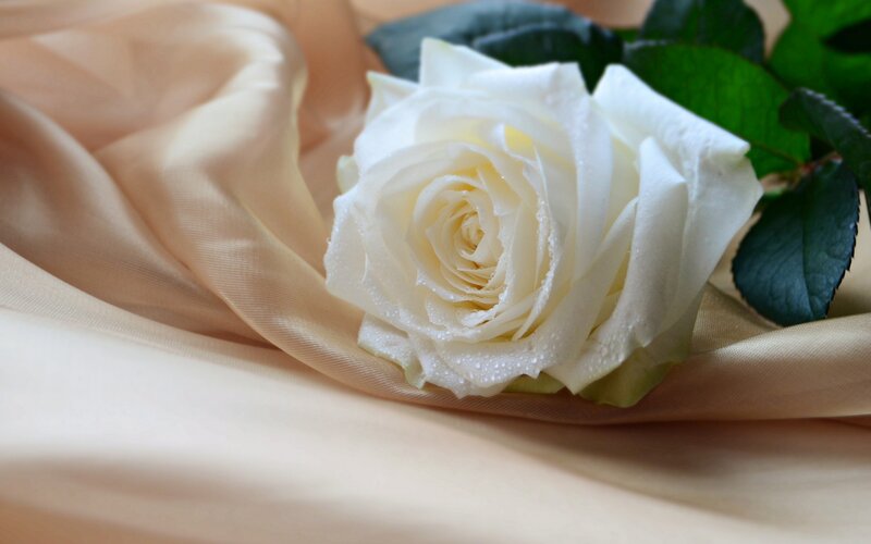 White Rose on Fabric — Serene, Photograph, Leaves