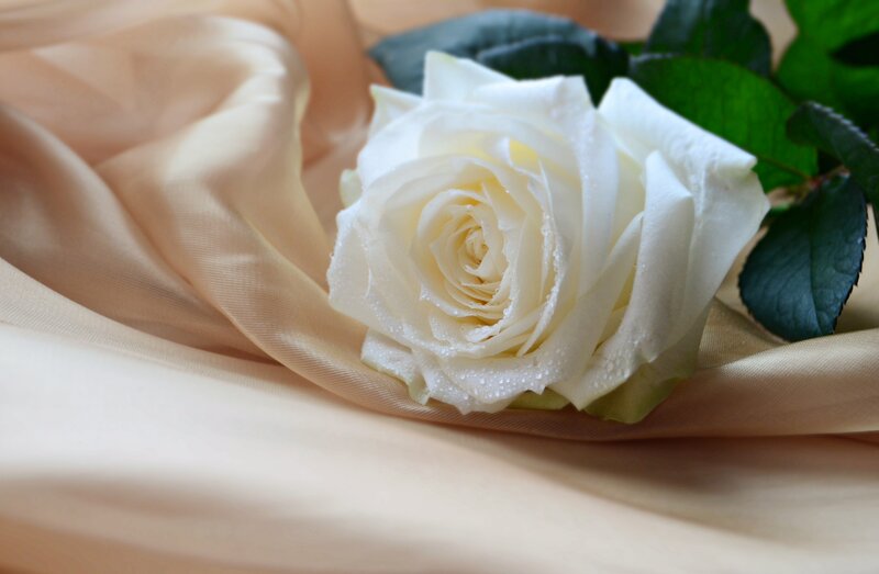 White Rose on Fabric — Serene, Photograph