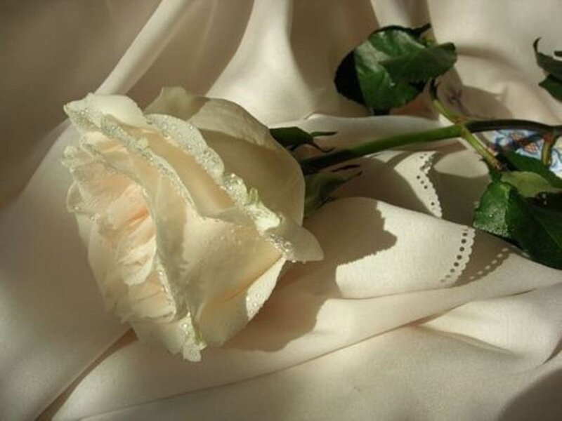 White Rose on Fabric — Serene