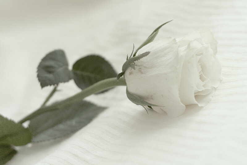 White Rose on Fabric