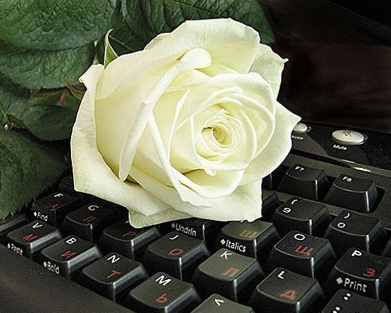 White Rose on Keyboard