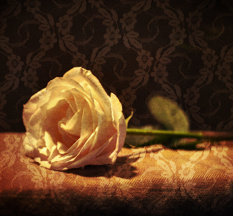 White Rose on Lace — Brown