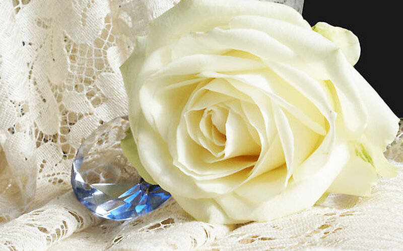 White Rose on Lace — Serene