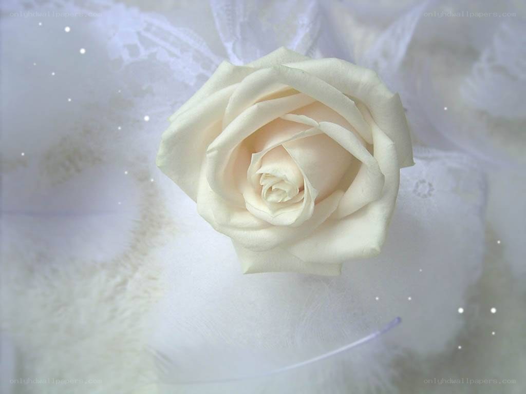 white rose on lace