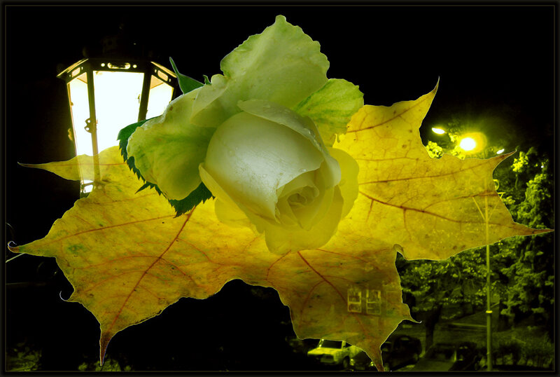 White Rose on Leaf