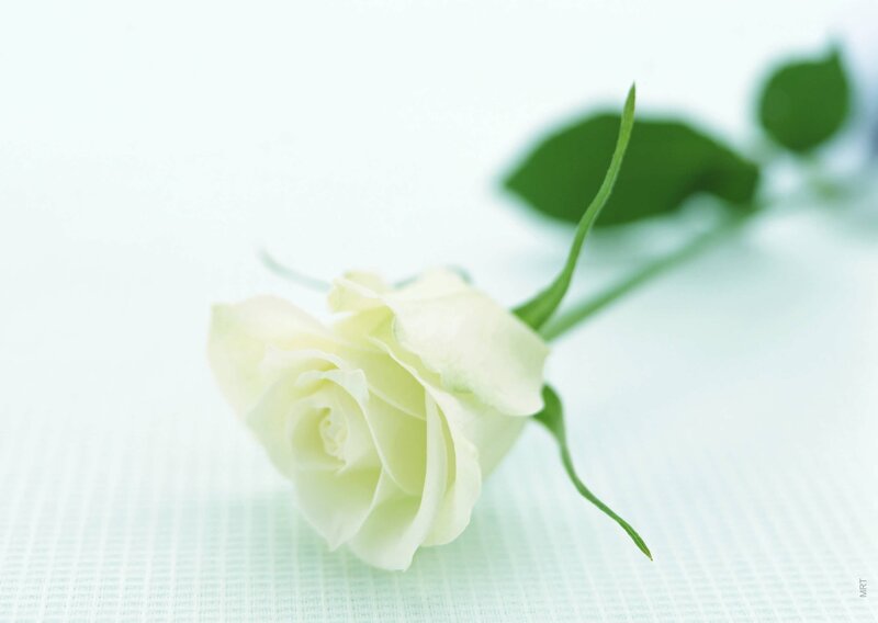white rose on light background