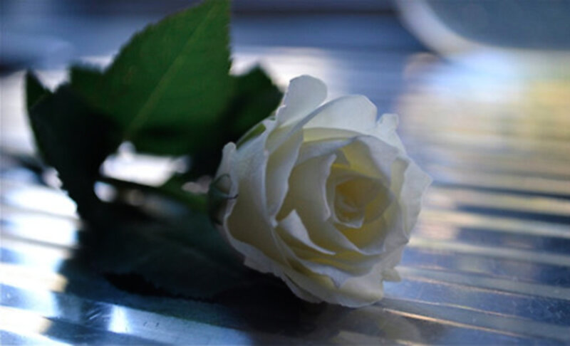 White Rose on Metal Surface