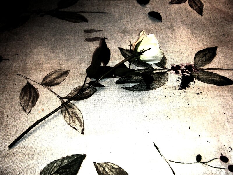 White rose on patterned fabric