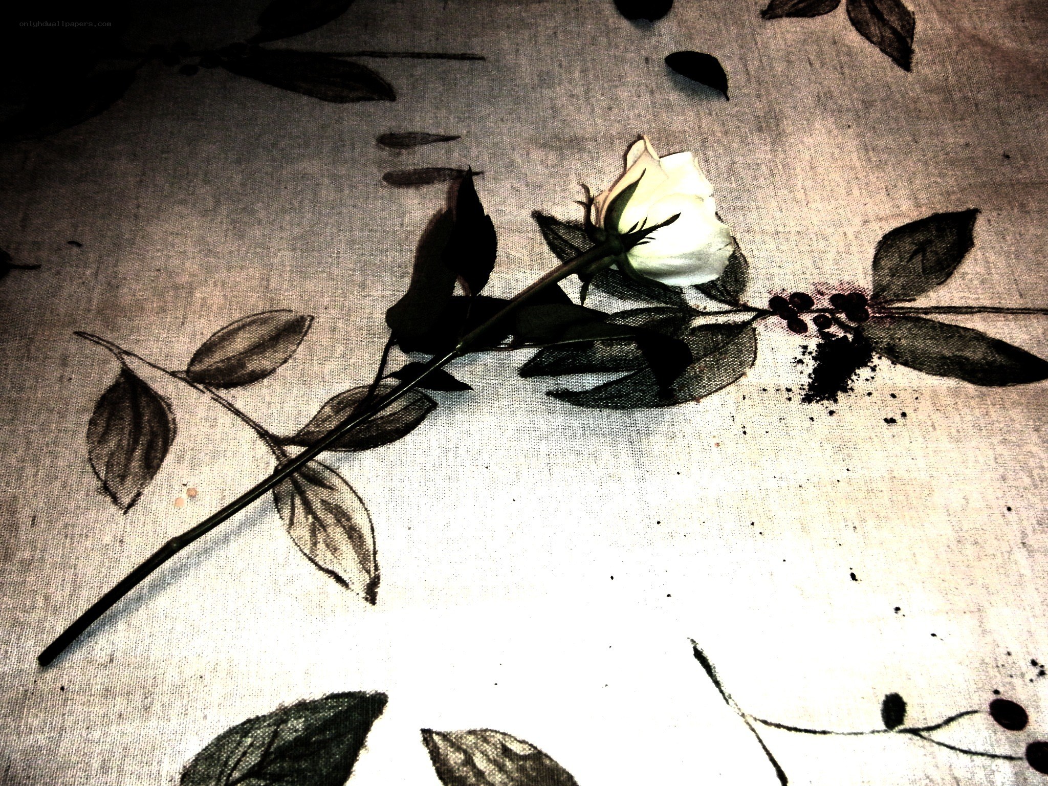 White rose on patterned fabric