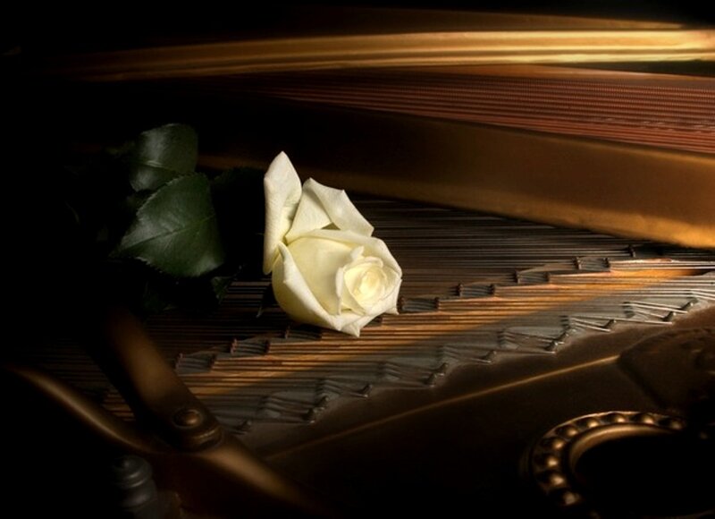 White Rose on Piano — Brown