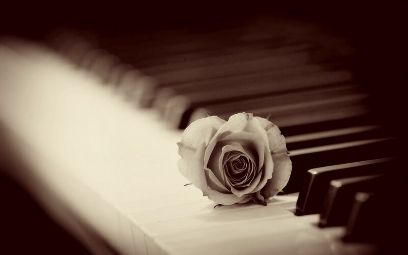 White Rose on Piano Keys — Brown, Melancholic
