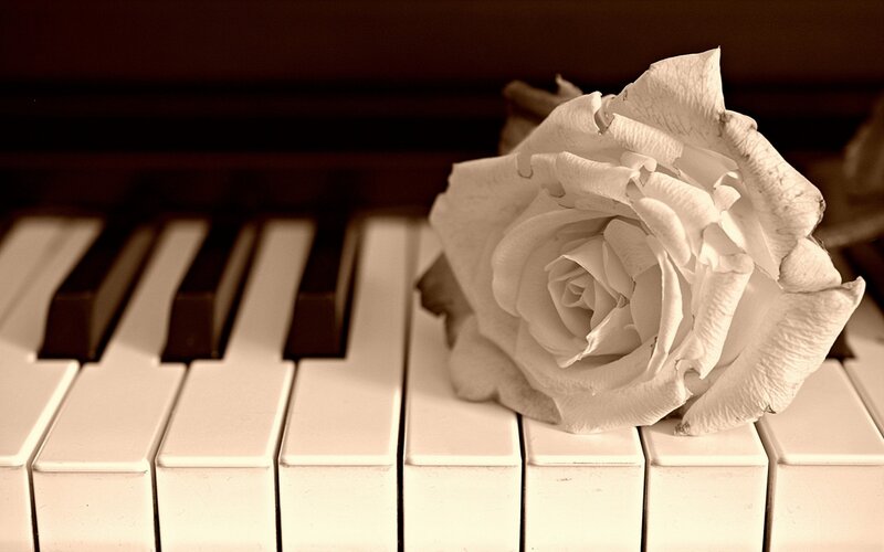 White Rose on Piano Keys — Brown, Serene