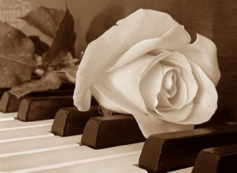 White Rose on Piano Keys — Brown