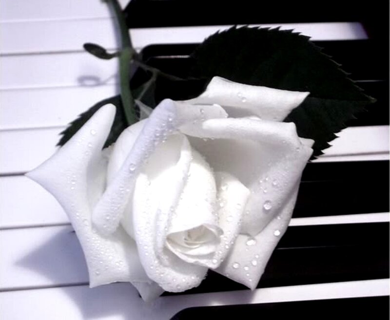 White Rose on Piano Keys — Serene, Photograph, Leaf