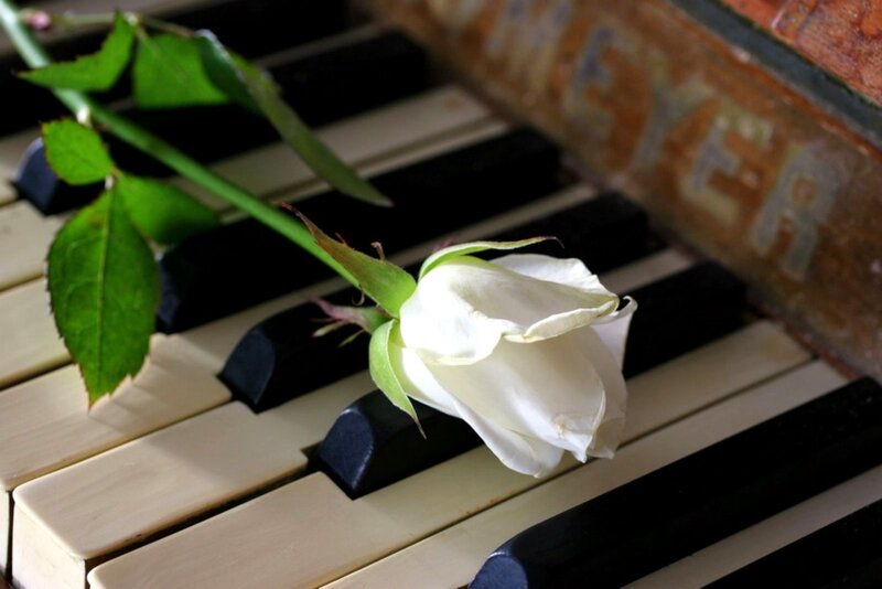 White Rose on Piano Keys — Serene, Photograph