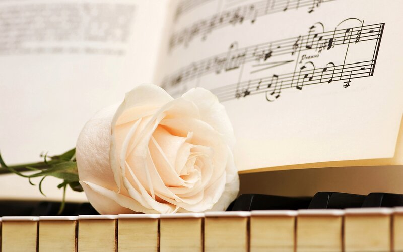 White Rose on Piano — Serene, Photograph