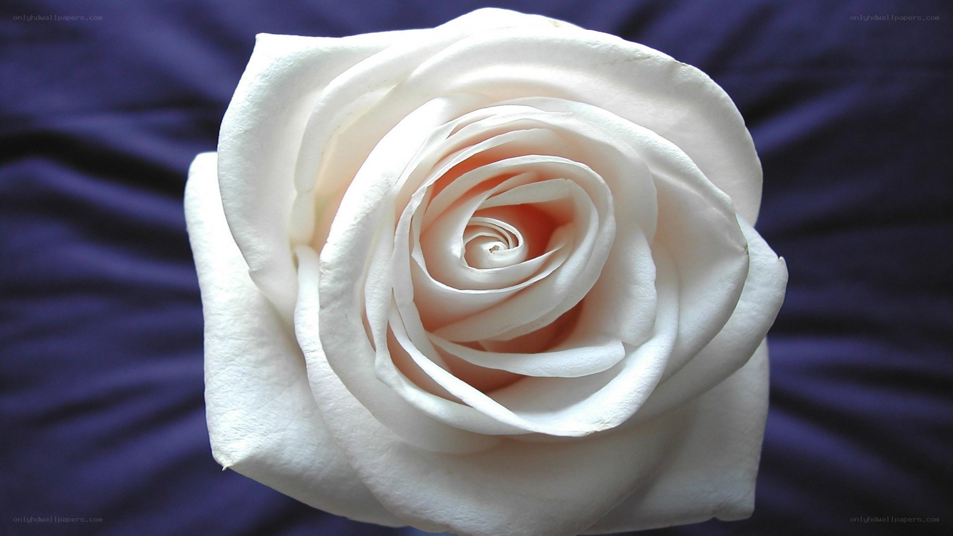 white rose on purple fabric