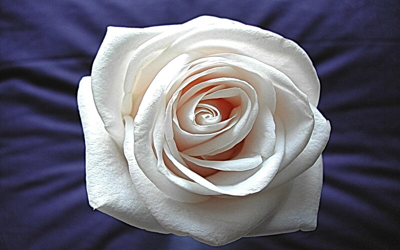 white rose on purple fabric