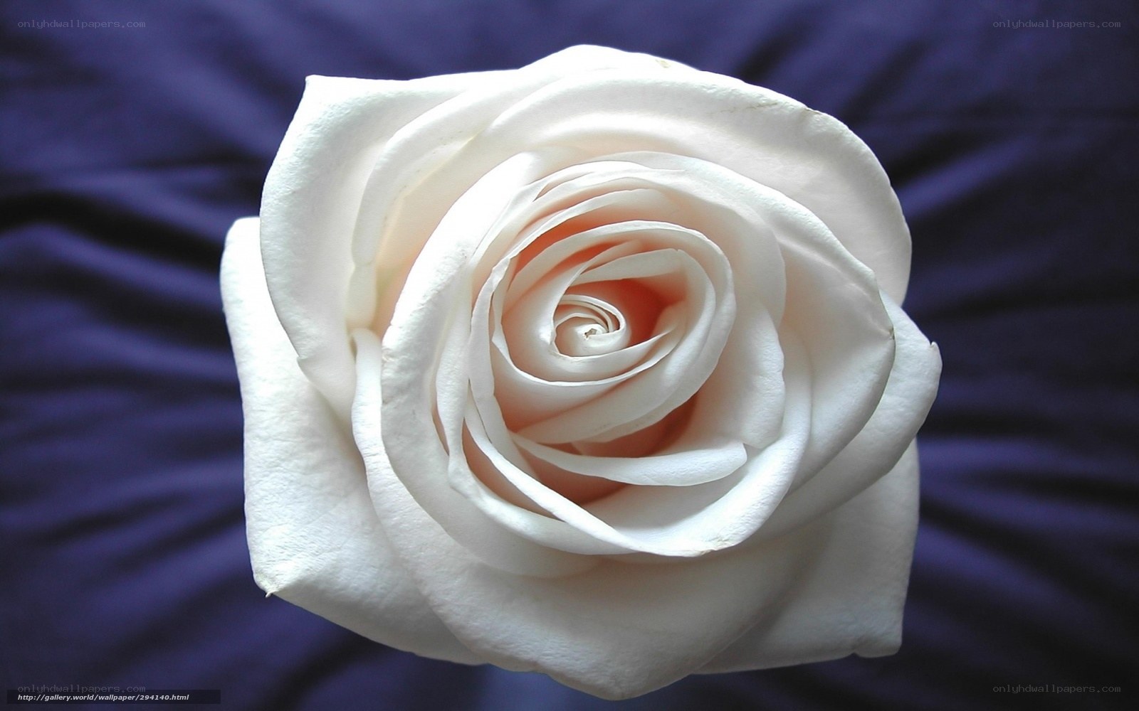white rose on purple fabric