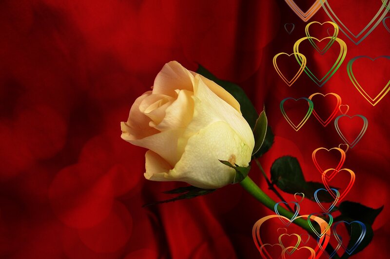 White Rose on Red Background