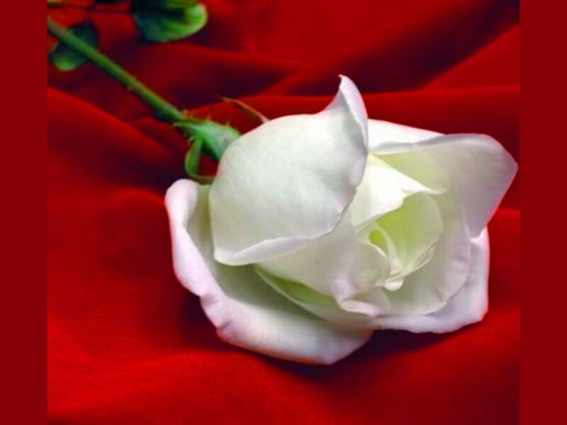 White Rose on Red Fabric