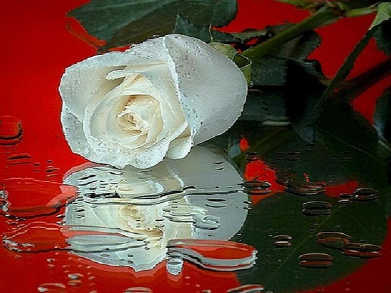 White rose on red surface